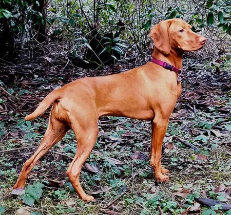 Jaseni's Firefly Kaylee