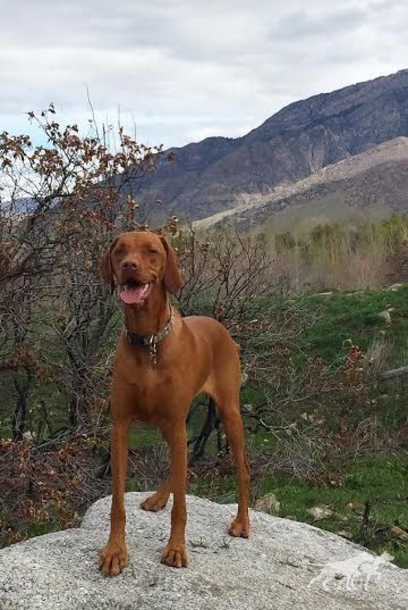 Russet Leather Fearless Kora Peedee