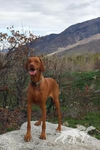 Russet Leather Fearless Kora Peedee
