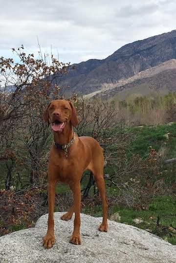 Russet Leather Fearless Kora Peedee