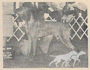 Mehagian's Miklos Rex