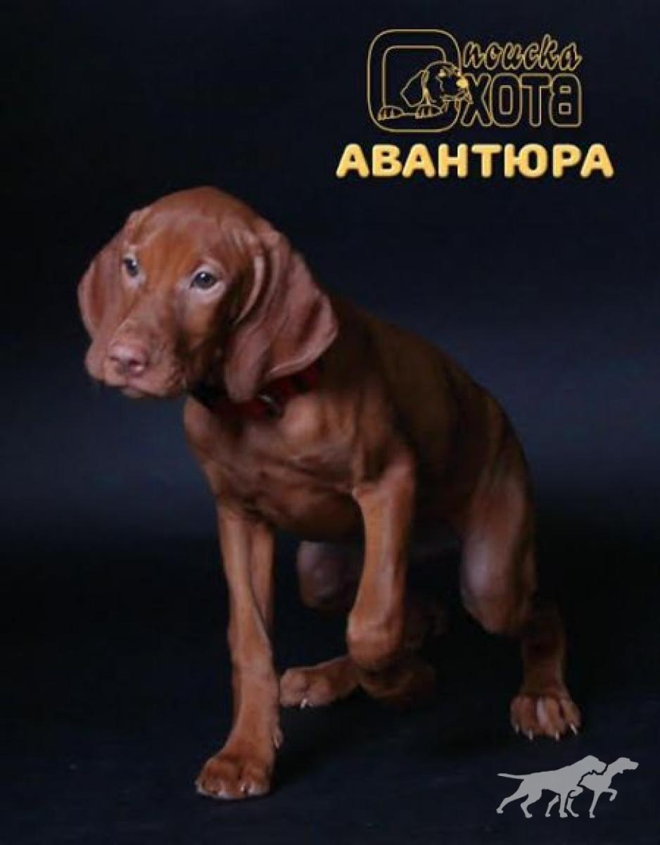 Okhota Poiska Avantura