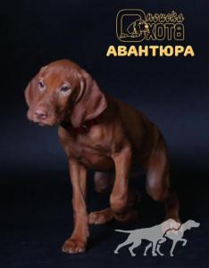 Okhota Poiska Avantura
