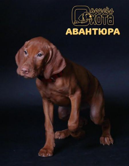 Okhota Poiska Avantura