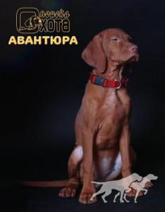 Okhota Poiska Avantura