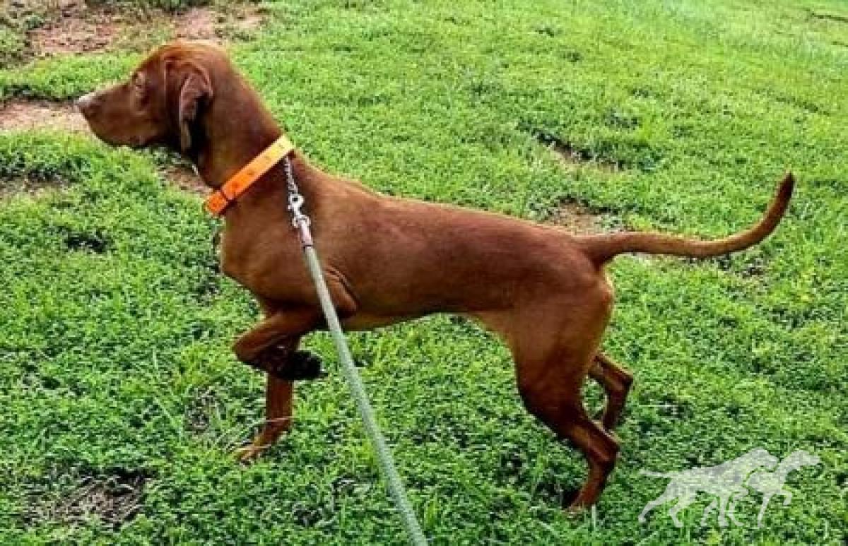 Carolinian Hunter Viva la Vizsla