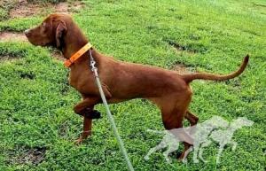 Carolinian Hunter Viva la Vizsla