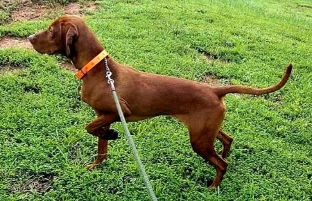 Carolinian Hunter Viva la Vizsla