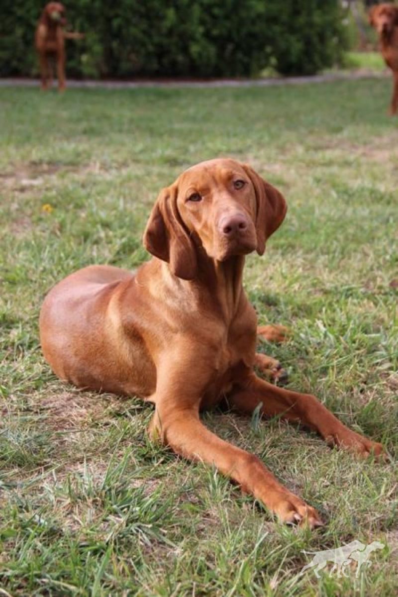 Costa del Sol Viva la Vizsla