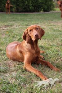 Costa del Sol Viva la Vizsla