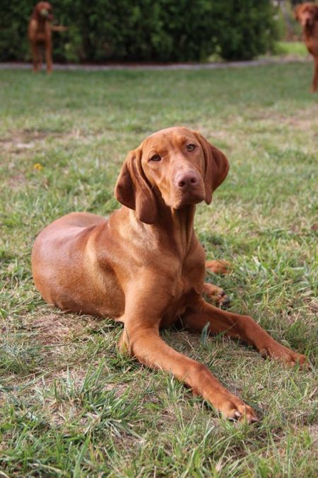 Costa del Sol Viva la Vizsla
