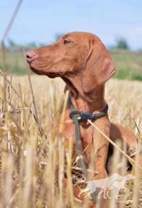 Costa del Sol Viva la Vizsla