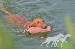 Costa del Sol Viva la Vizsla