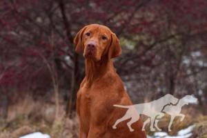 Leo Vizsla Pasion