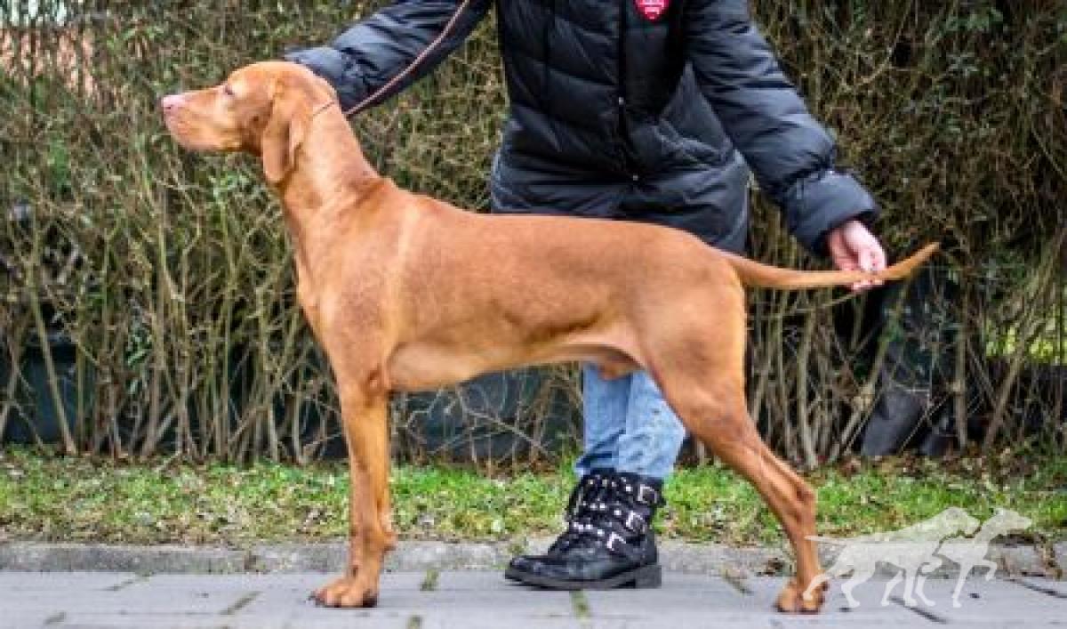 Leo Vizsla Pasion