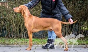 Leo Vizsla Pasion