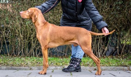 Leo Vizsla Pasion