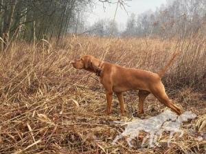 Leo Vizsla Pasion