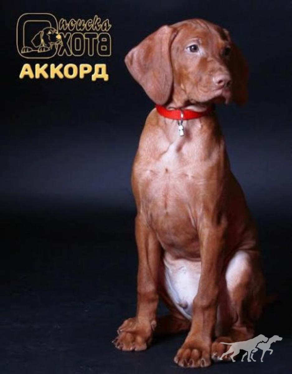 Okhota Poiska Accord