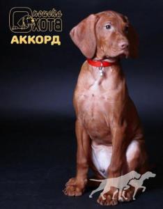 Okhota Poiska Accord