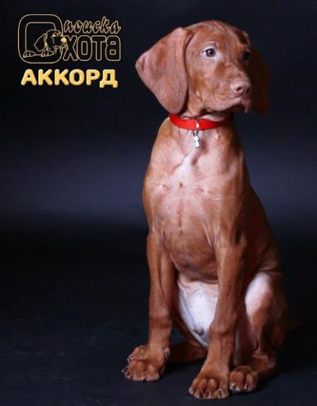 Okhota Poiska Accord