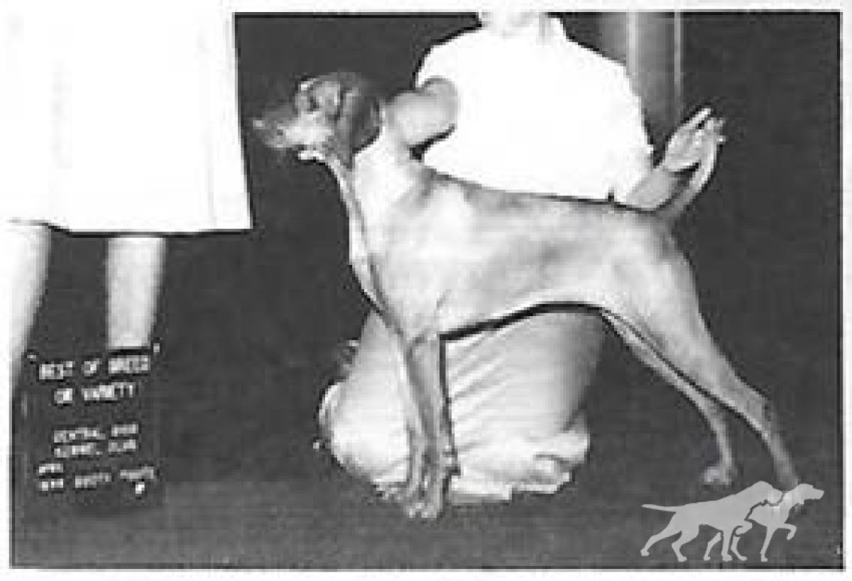 Brance N Zold Diamond Tiara