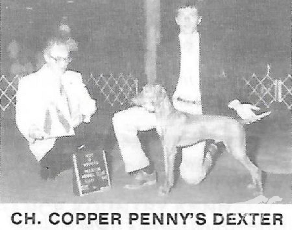 Copper Pennys Dexter