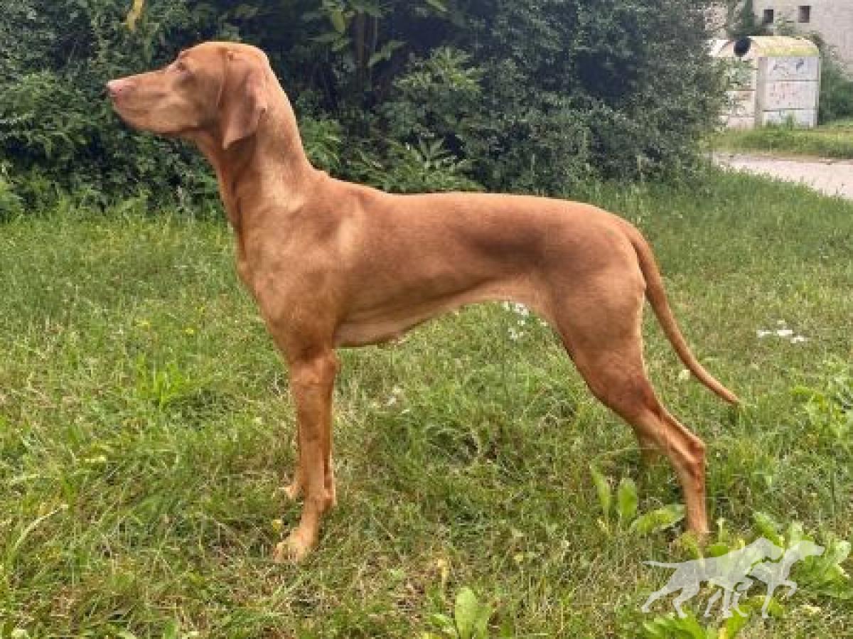 Bonie Gorgeous Diamond