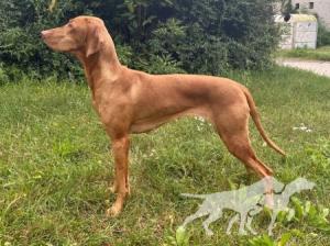Bonie Gorgeous Diamond