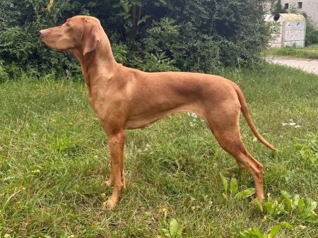 Bonie Gorgeous Diamond