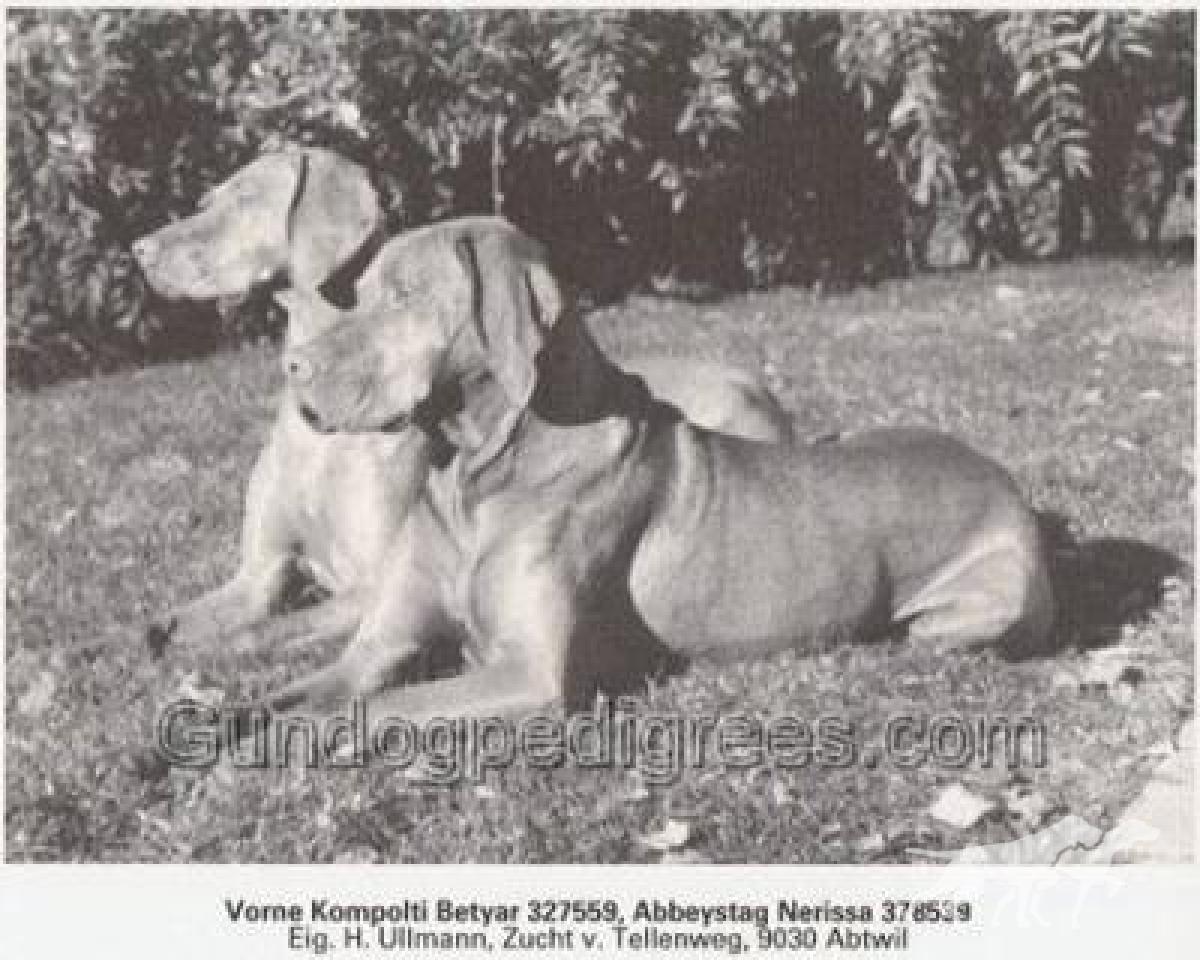 Abbeystag Nerissa