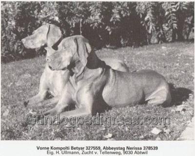Abbeystag Nerissa