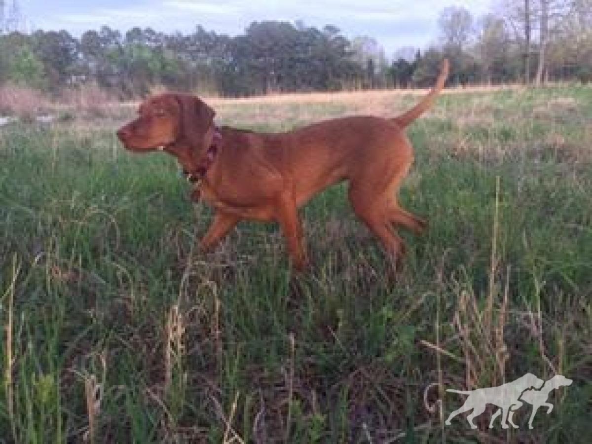 Vezeto's Red River Two Dogs Ruby Deau