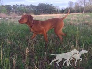 Vezeto's Red River Two Dogs Ruby Deau
