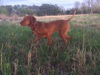 Vezeto's Red River Two Dogs Ruby Deau