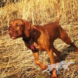 Vezeto's Red River Two Dogs Ruby Deau
