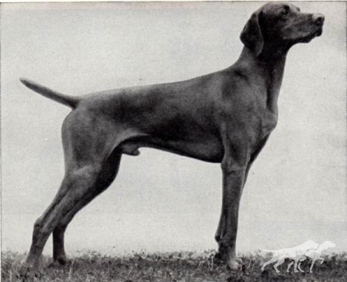 Paton's Zsomi Selle