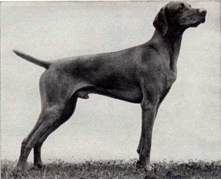Paton's Zsomi Selle