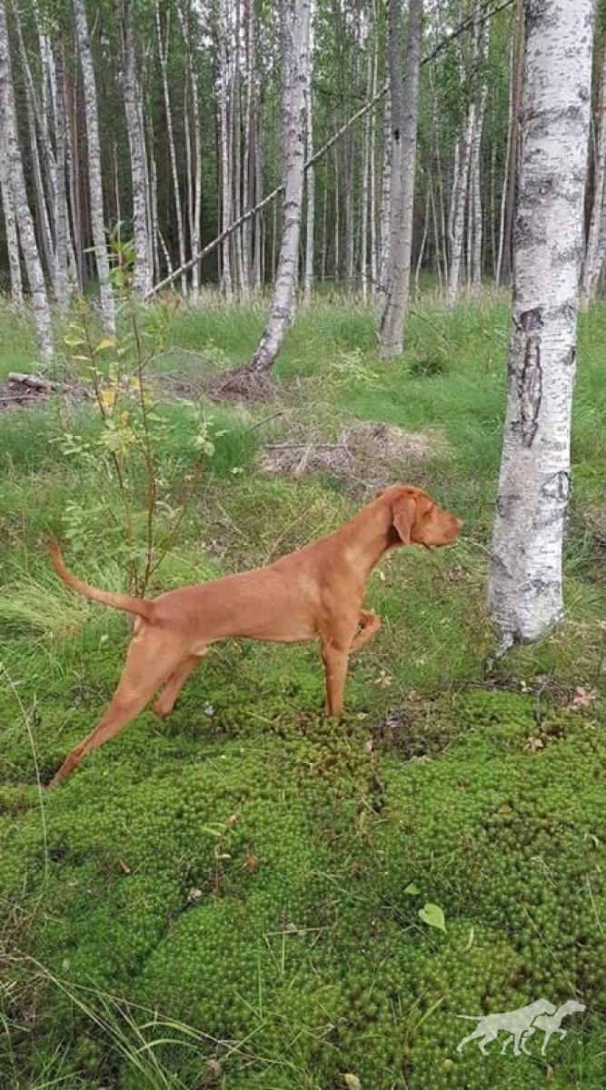 Delirium Dreamer Viva la Vizsla