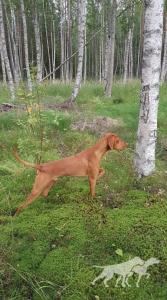 Delirium Dreamer Viva la Vizsla