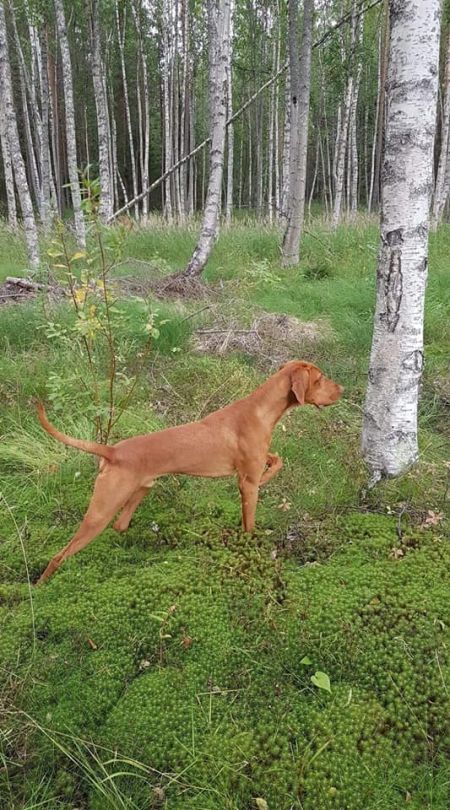 Delirium Dreamer Viva la Vizsla