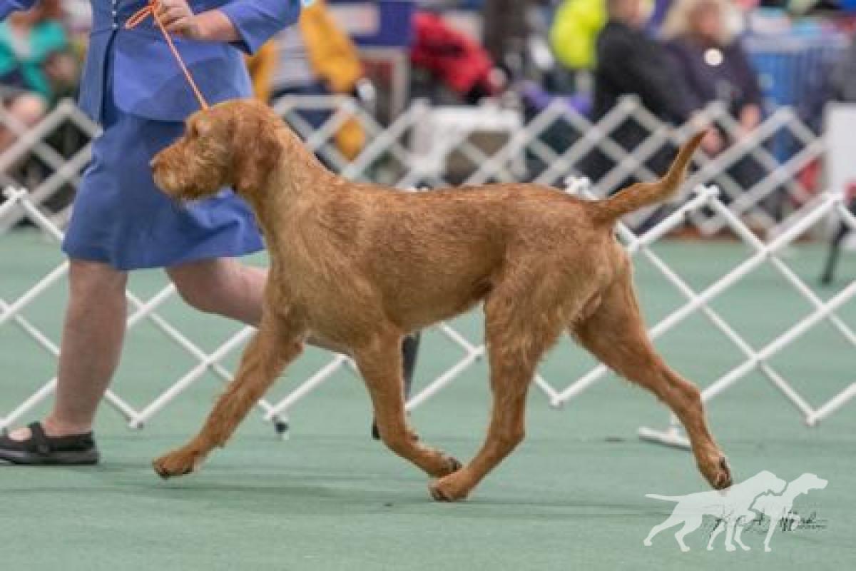 Rugalmas Boldog Nimrod