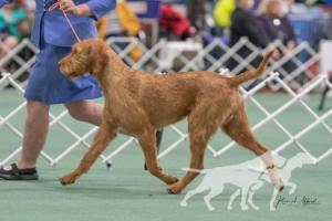 Rugalmas Boldog Nimrod