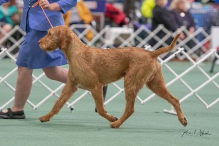 Rugalmas Boldog Nimrod