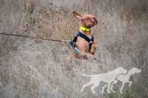 Alpine's Trail Blazing Ember