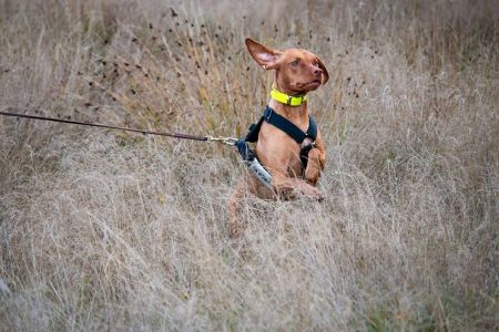 Alpine's Trail Blazing Ember