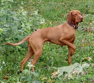 Ujhelji's Red Hunter Arany Alp