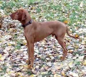 Ujhelji's Red Hunter Arany Alp