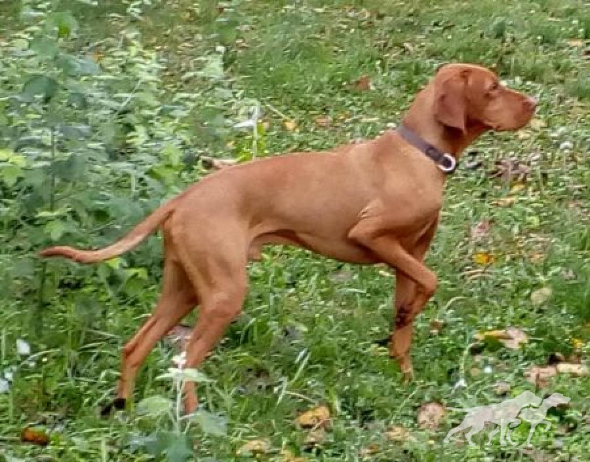 Ujhelji's Red Hunter Arany Alp