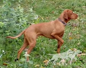 Ujhelji's Red Hunter Arany Alp